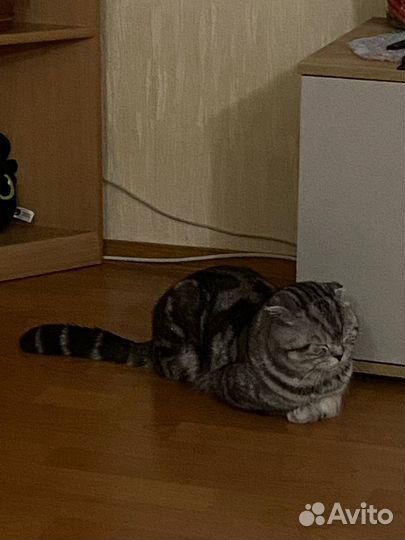 Британский вислоухий кот
