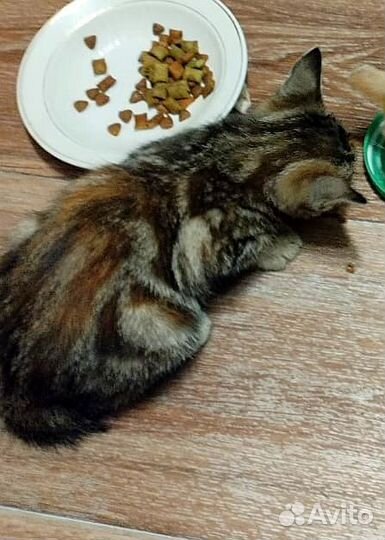 Котёнок девочка с красивым окрасом