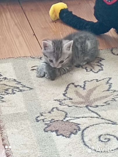 Дом для котят