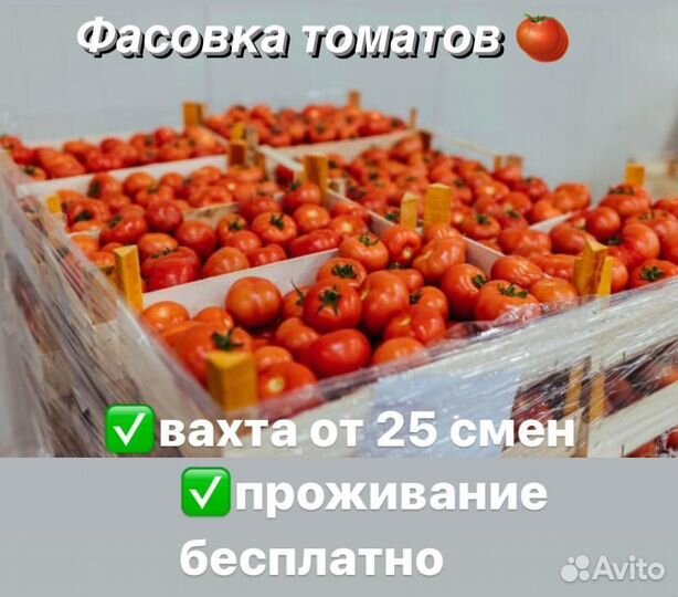 Фасовка томатов с проживанием в Туле