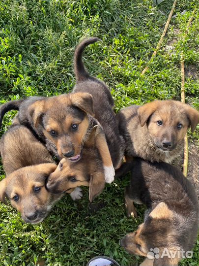 Отдам щенков метисы, мама чистокровная немка
