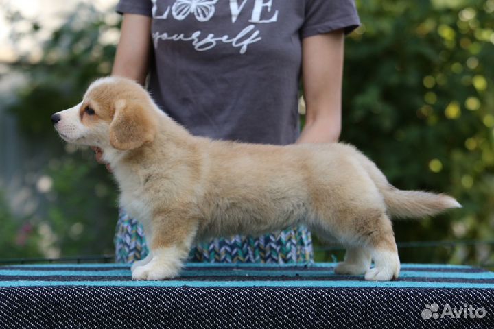 Вельш корги щенки