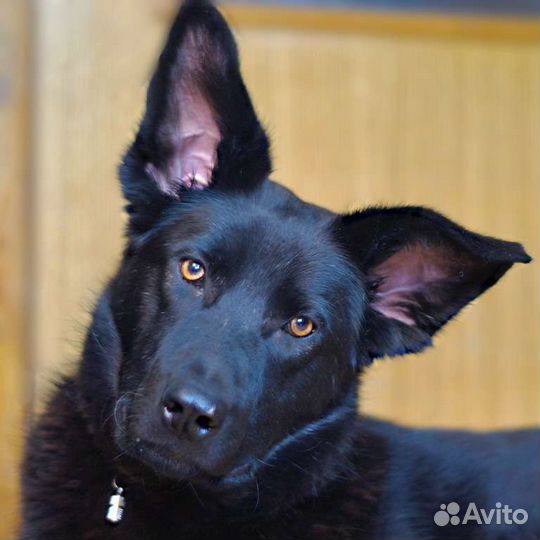 Метис немецкой овчарки в добрые руки