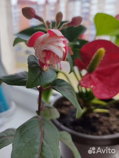 Фуксия ballerina