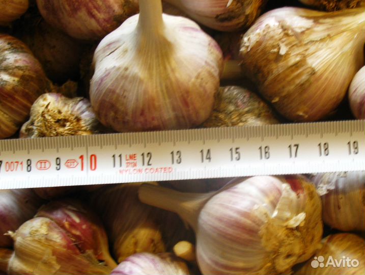 Чеснок озимый на посадку или для еды