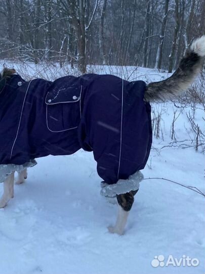 Зимний комбинезон для собаки