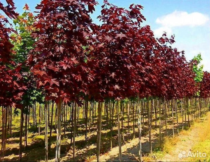 Лиственные на штамбе / в розницу