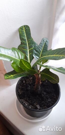 Кротон Экселент