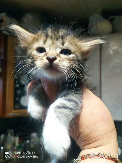 Котята мейн-кун метис