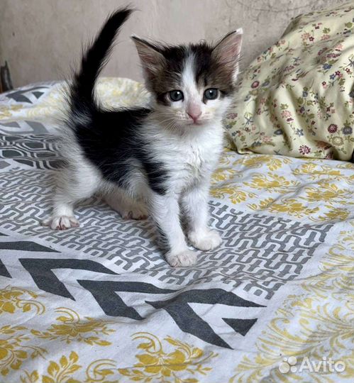 Котенок девочка Милка в дар 1,5 мес