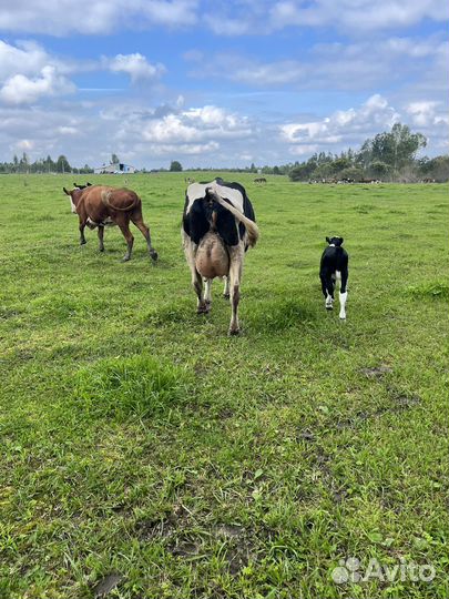 Корова дойная с теленком