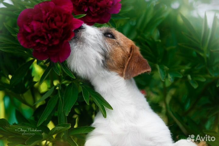 Щенки джек Рассел терьер девочки