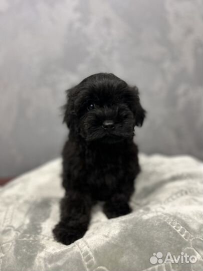 Мальчик Йоркипу