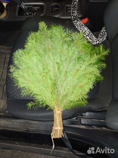 Коробка веников (пихта)