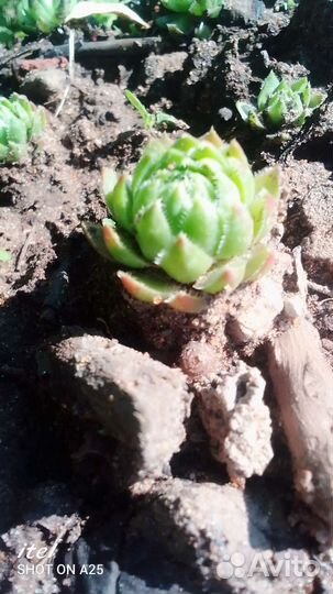 Каменная роза