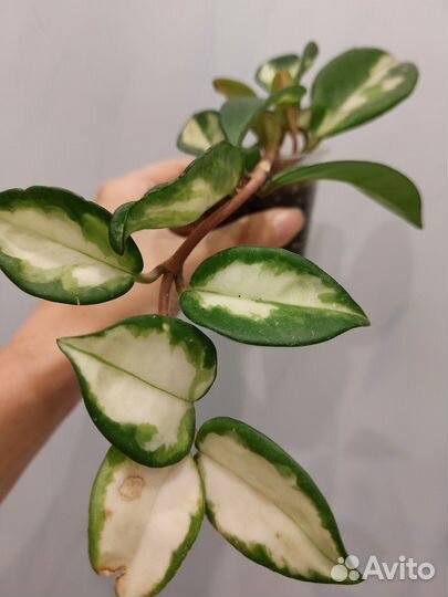 Хойя Карноза вариегата