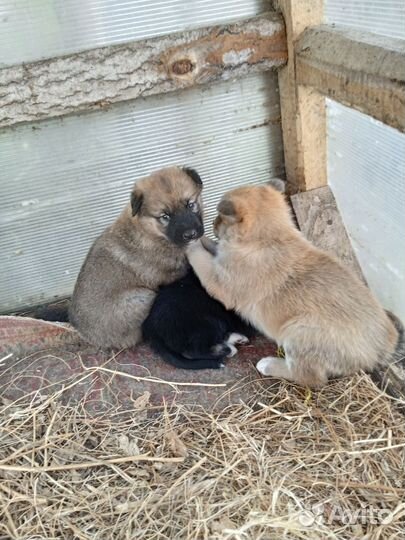 Маленькие собачки щенята в добрые руки,3 мальчика