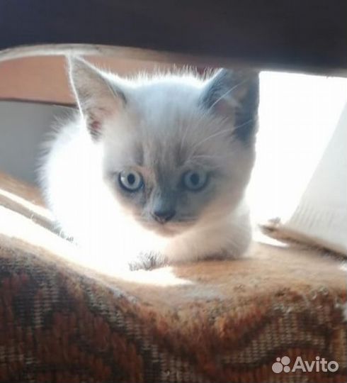Котята