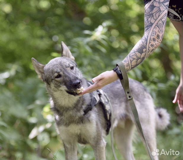 Энергичный Харди ищет дом
