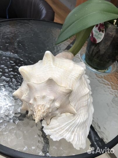 Ракушка морская очень большая красивая розовая