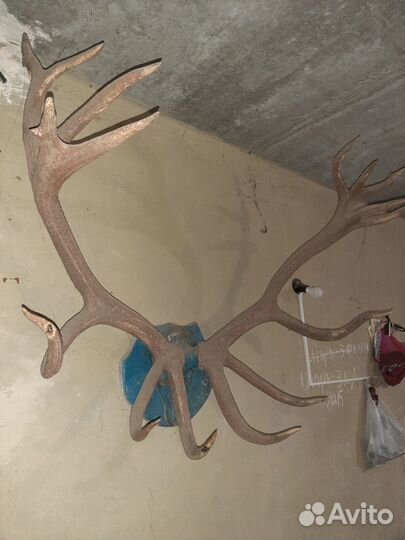 Рога оленя