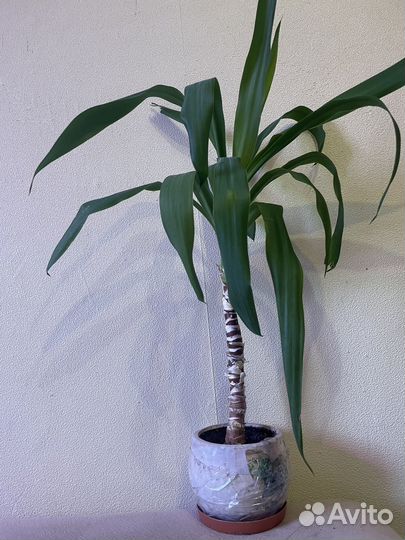 Юкка домашнее растение
