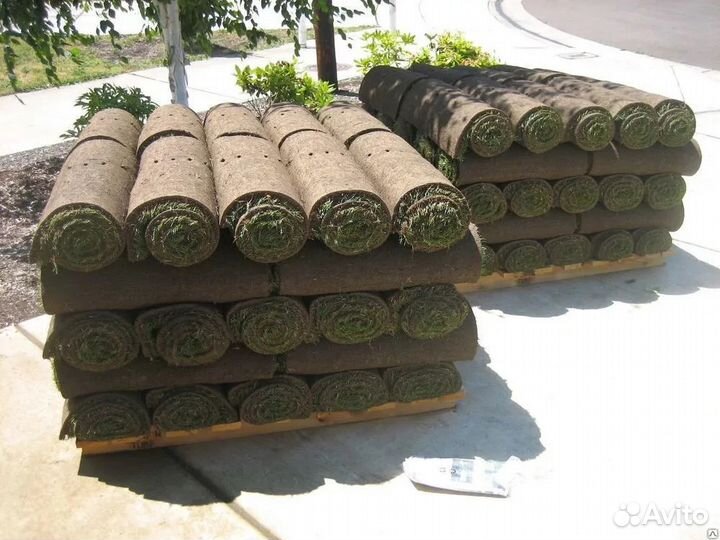 Рулонный газон от 30м2