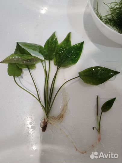 Аквариумное растение