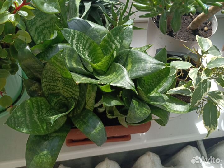 Сансевиерия/традесканция зебрина
