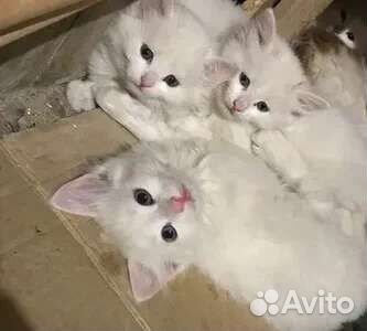 Ангорские девочки