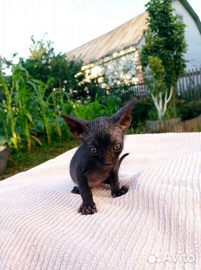 Канадский сфинкс котенок