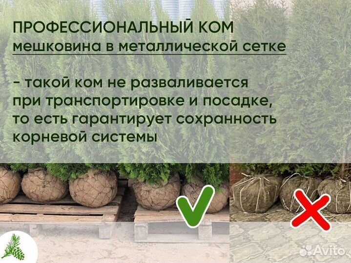 Туя смарагд