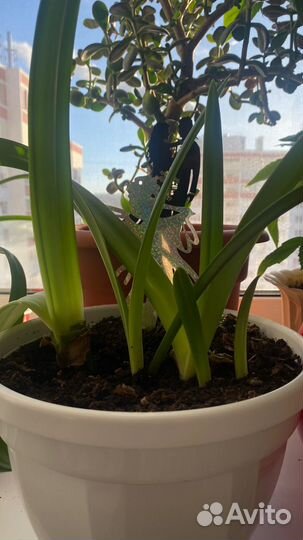 Гиппеаструм детки