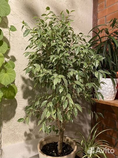 Фикус бенджамина Нина