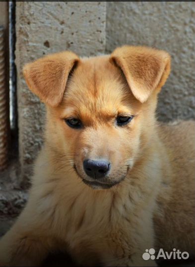 Щенки бесплатно