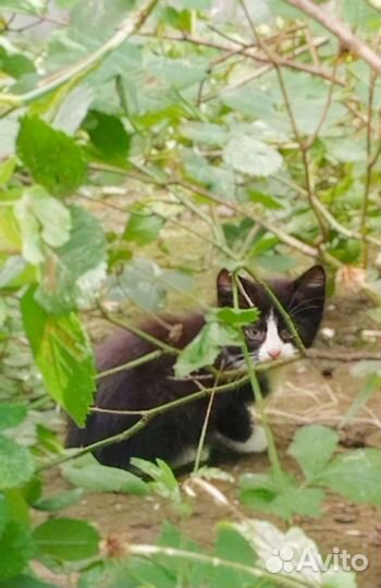 Котятам грозит гибель