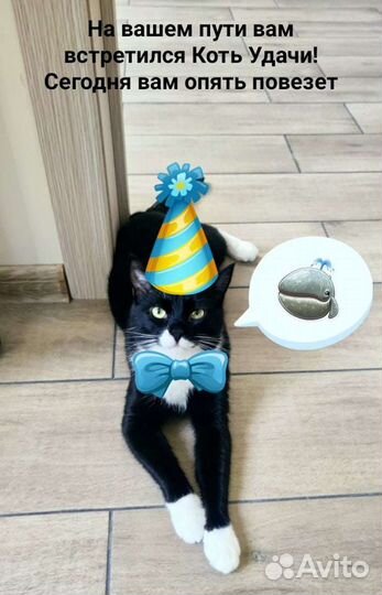 Передержка животных