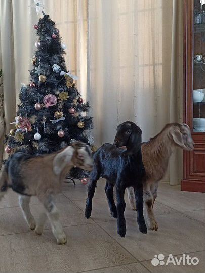 Козы дойные, козлята