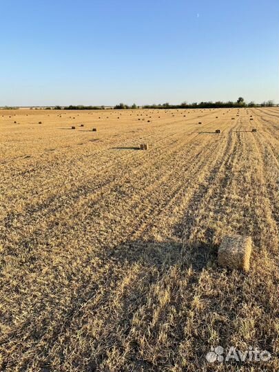 Сено в тюках