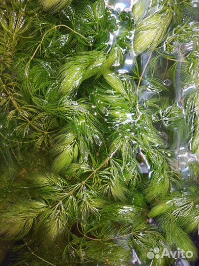 Роголистник в аквариум