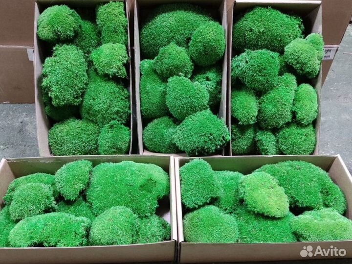 Стабилизированный мох, ягель, кочка, пласт, панно