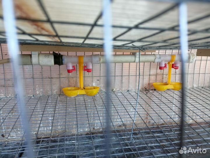 Клетки для перепелов бу