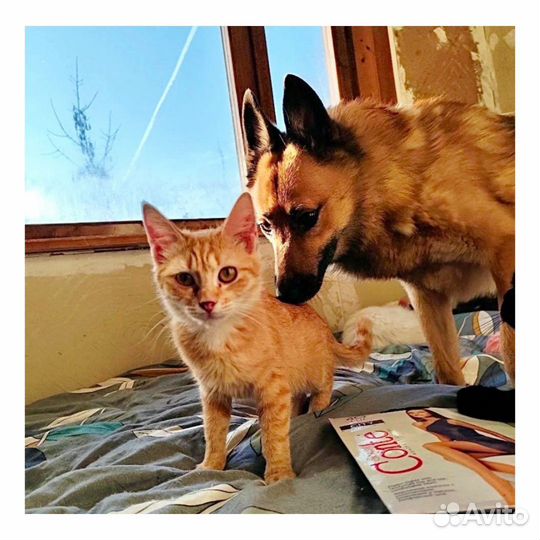 Котенок девочка 4 мес