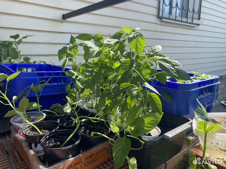 Рассада помидор, перцев и баклажанов