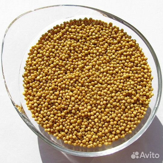 Семена горчицы желтой