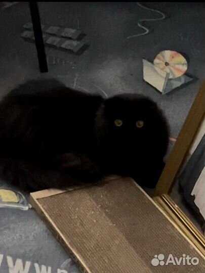 Отдам кота в добрые руки