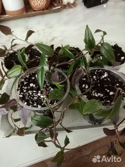 Традесканция ампельная