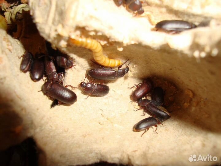 Живой корм для стрижей, рептилий