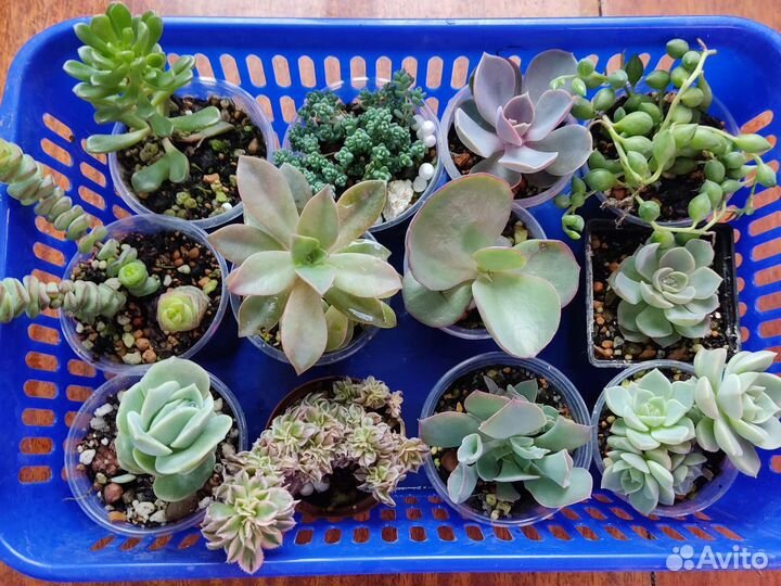 Суккуленты набор
