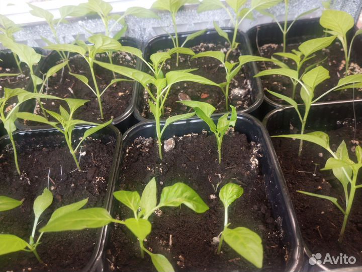 Рассада помидор и перцев